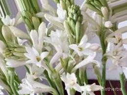 augmented_Polianthes tuberosa flower2_0_1823.jpeg